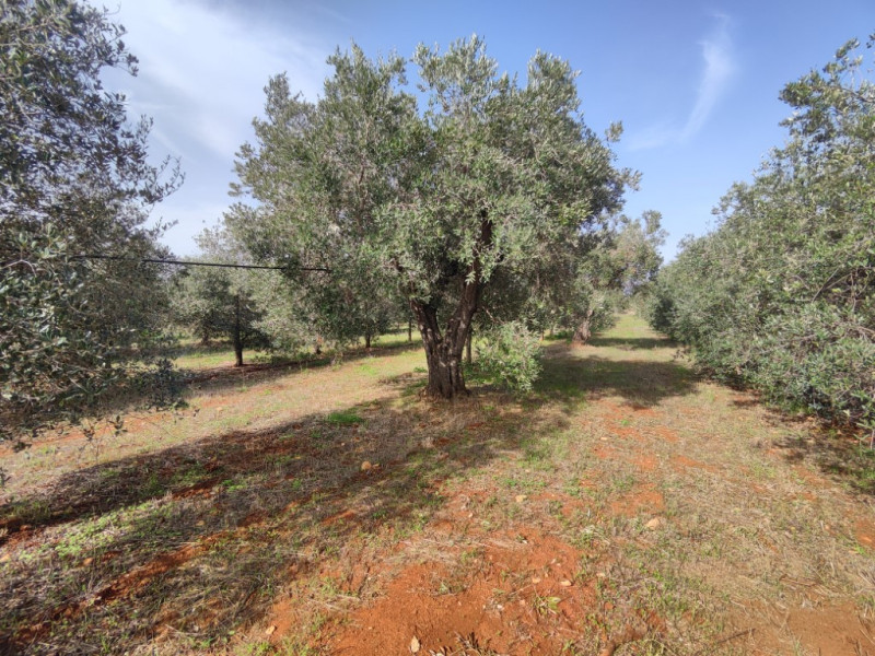 Immagine 8 di Villa in vendita  in via vecchia gallipoli 2 a Sannicola