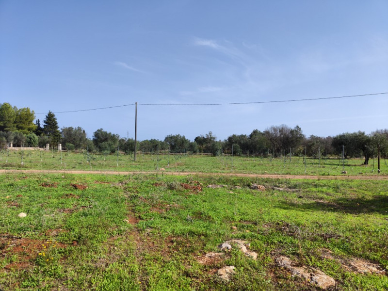 Immagine 9 di Villa in vendita  in via vecchia gallipoli 2 a Sannicola