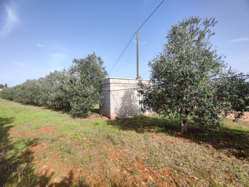 Immagine 12 di Villa in vendita  in via vecchia gallipoli 2 a Sannicola