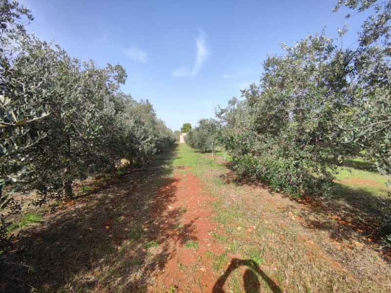 Immagine 13 di Villa in vendita  in via vecchia gallipoli 2 a Sannicola