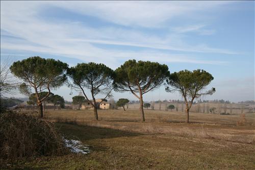 Immagine 17 di Attività commerciale in vendita  a Siena