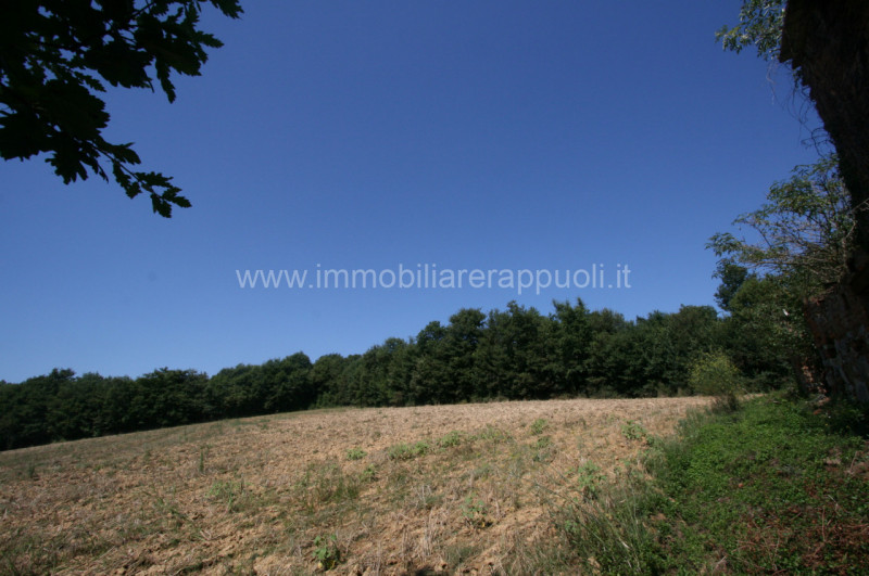 Immagine 2 di Rustico / casale in vendita  a Lucignano
