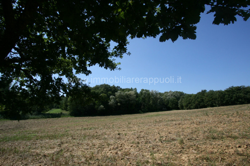 Immagine 3 di Rustico / casale in vendita  a Lucignano