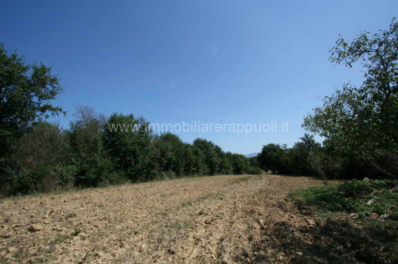 Immagine 6 di Rustico / casale in vendita  a Lucignano