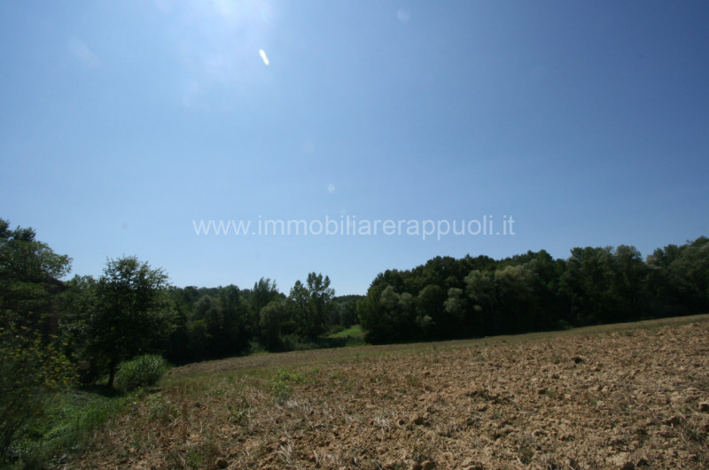 Immagine 7 di Rustico / casale in vendita  a Lucignano
