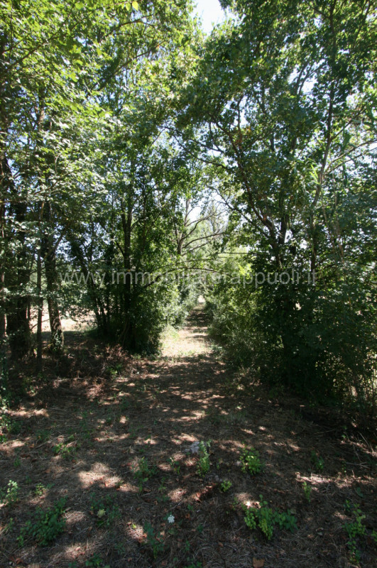 Immagine 10 di Rustico / casale in vendita  a Lucignano