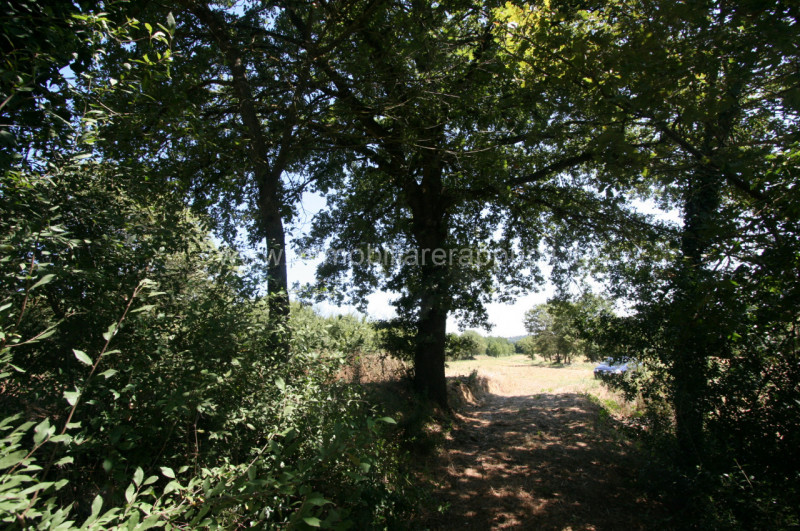 Immagine 11 di Rustico / casale in vendita  a Lucignano