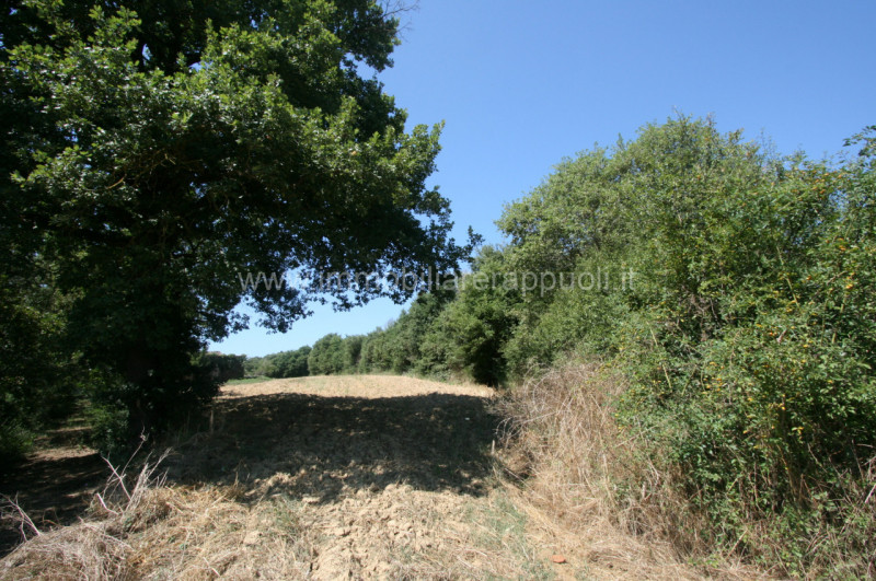 Immagine 12 di Rustico / casale in vendita  a Lucignano
