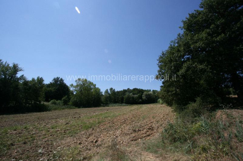 Immagine 13 di Rustico / casale in vendita  a Lucignano