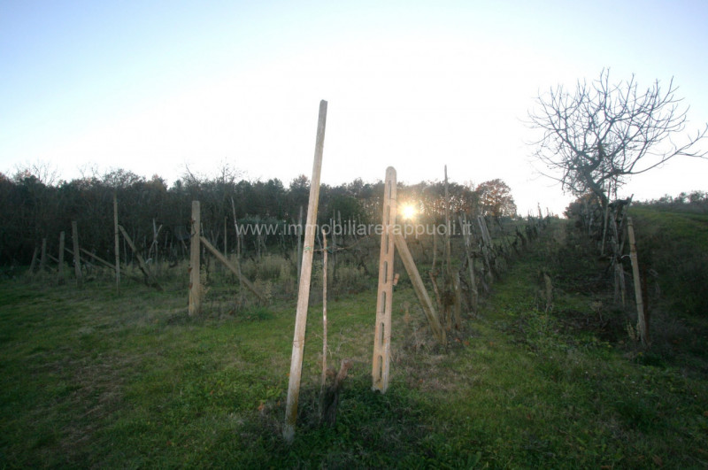 Immagine 2 di Rustico / casale in vendita  a Sinalunga