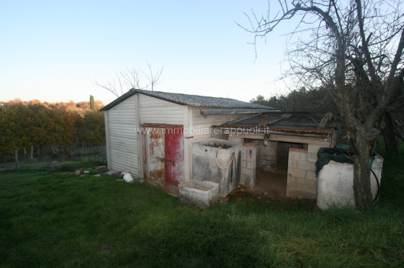 Immagine 5 di Rustico / casale in vendita  a Sinalunga
