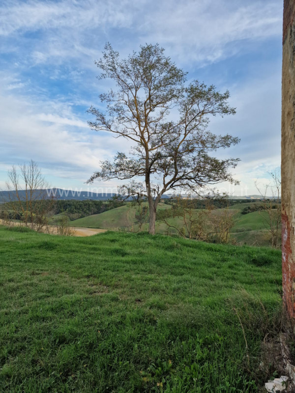 Immagine 37 di Rustico / casale in vendita  a Asciano
