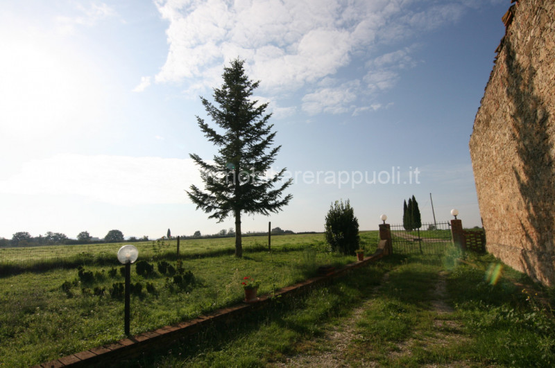 Immagine 2 di Rustico / casale in vendita  a Asciano