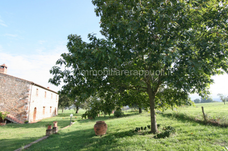 Immagine 3 di Rustico / casale in vendita  a Asciano