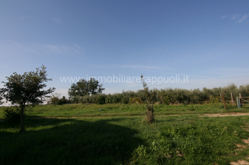 Immagine 42 di Rustico / casale in vendita  a Asciano