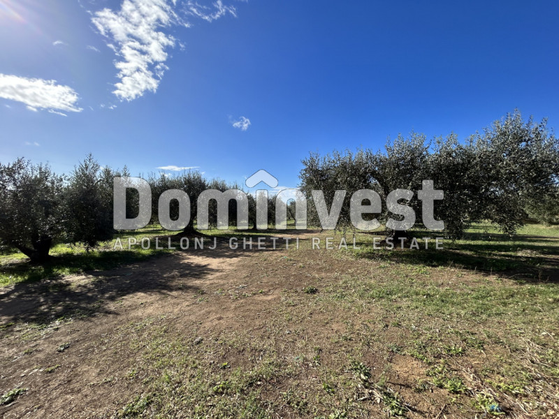 Immagine 8 di Villa in vendita  in carige alta a Capalbio