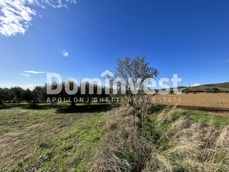 Immagine 12 di Villa in vendita  in carige alta a Capalbio