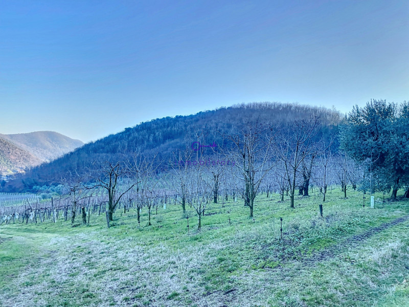 Immagine 2 di Terreno in vendita  in via regazzoni a Galzignano Terme