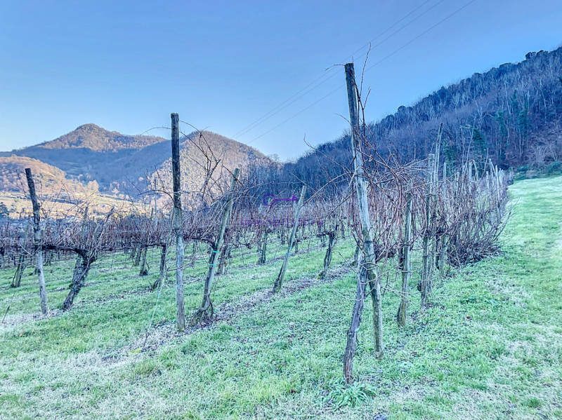 Immagine 3 di Terreno in vendita  in via regazzoni a Galzignano Terme