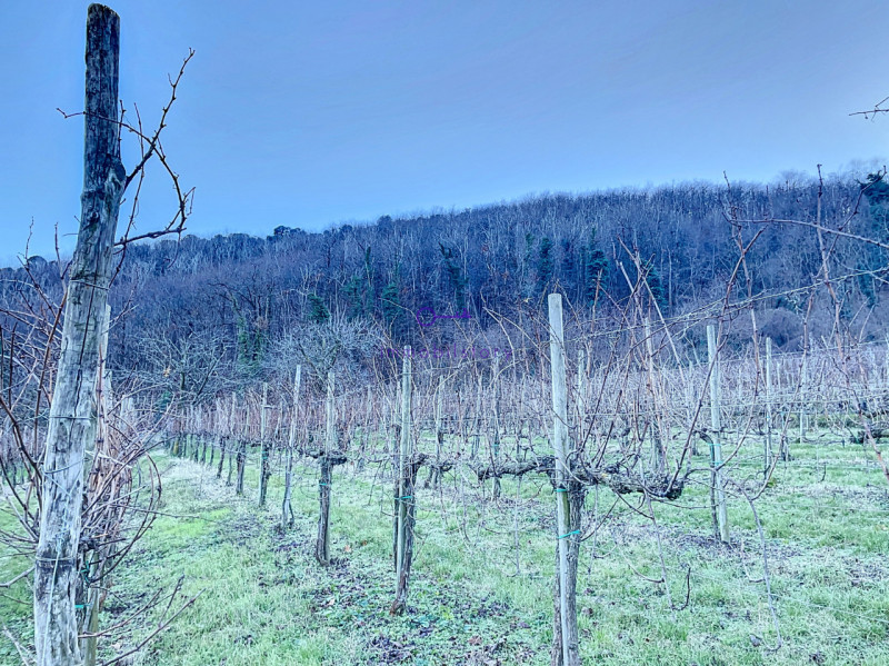 Immagine 7 di Terreno in vendita  in via regazzoni a Galzignano Terme