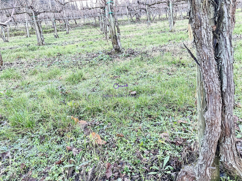 Immagine 10 di Terreno in vendita  in via regazzoni a Galzignano Terme
