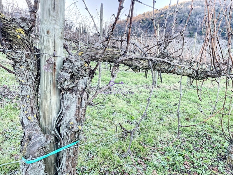 Immagine 11 di Terreno in vendita  in via regazzoni a Galzignano Terme