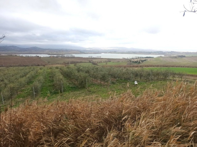 Immagine 14 di Capannone industriale in vendita  a Castiglione Del Lago