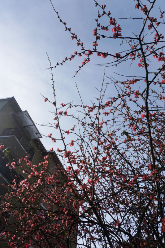 Immagine 18 di Appartamento in affitto  in Via Maria Luigia, 17 a Colorno