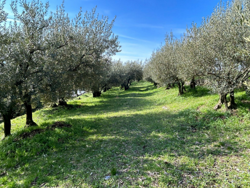 Immagine 4 di Terreno in vendita  a Tregnago
