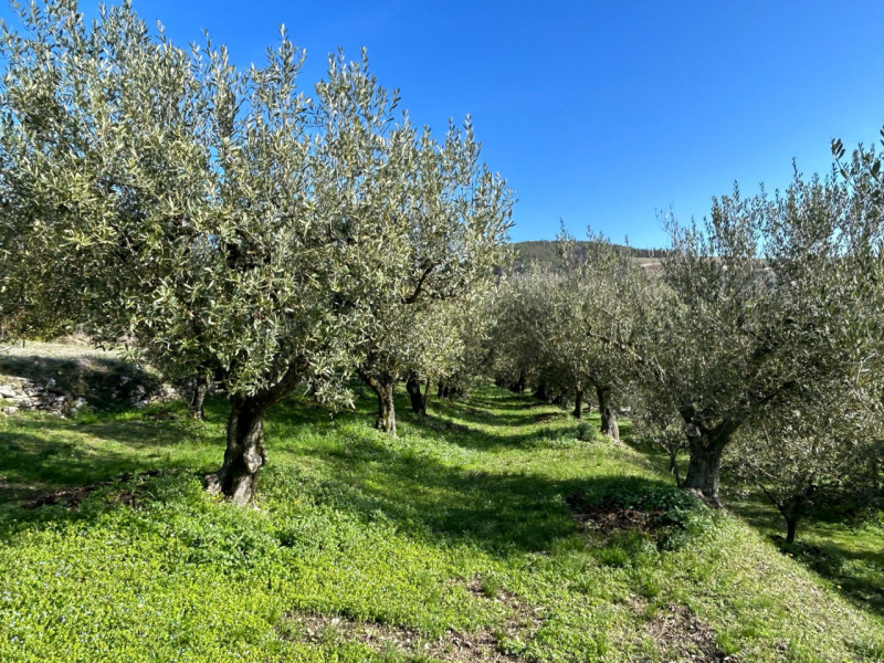Immagine 6 di Terreno in vendita  a Tregnago