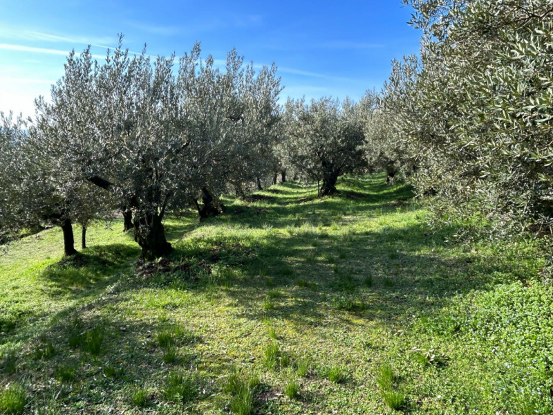 Immagine 7 di Terreno in vendita  a Tregnago