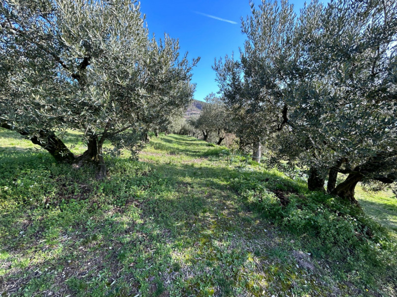 Immagine 8 di Terreno in vendita  a Tregnago