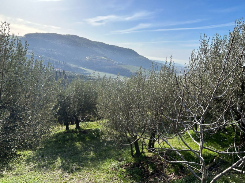 Immagine 9 di Terreno in vendita  a Tregnago