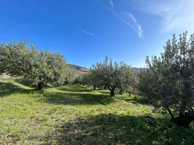 Immagine 10 di Terreno in vendita  a Tregnago