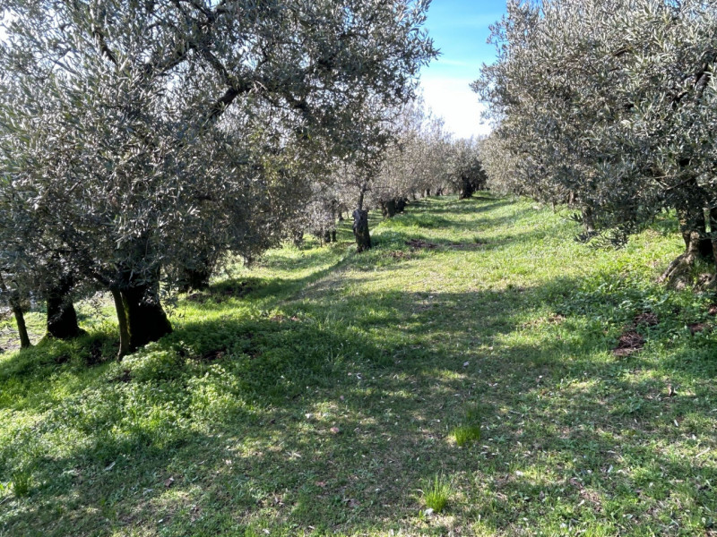 Immagine 12 di Terreno in vendita  a Tregnago