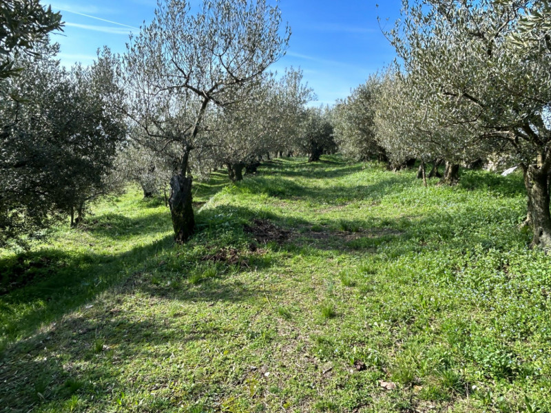 Immagine 13 di Terreno in vendita  a Tregnago
