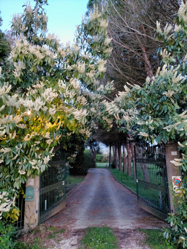 Immagine 9 di Villa in vendita  in Via Adriatica a Jesolo