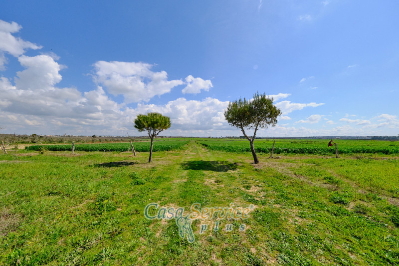 Immagine 12 di Terreno in vendita  in Via Felline a Racale