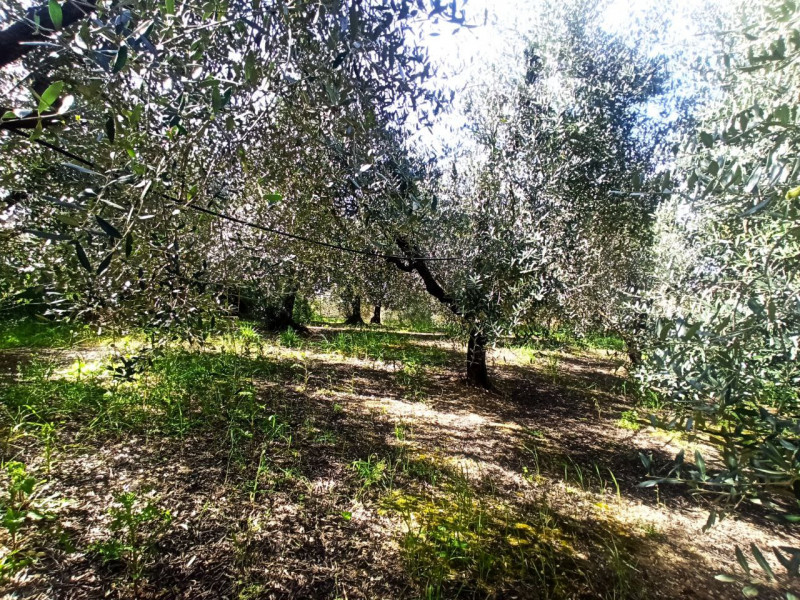 Immagine 4 di Terreno in vendita  a Castiglione Del Lago