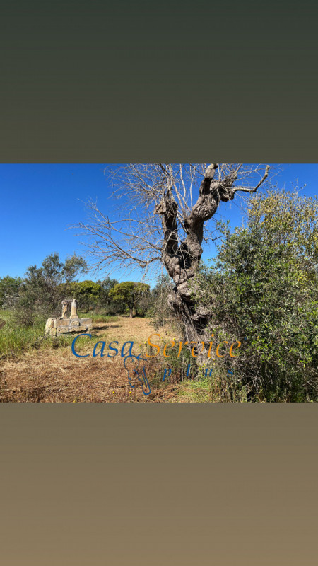 Immagine 2 di Terreno in vendita  in STRADA PROVINCIALE GALLIPOLI-CHIESANUOVA a Gallipoli