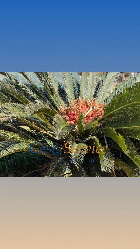 Immagine 7 di Terreno in vendita  in STRADA PROVINCIALE GALLIPOLI-CHIESANUOVA a Gallipoli