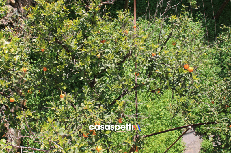 Immagine 22 di Casa indipendente in vendita  in Via XX Settembre, San Pietro Vernotico (BR) a San Pietro Vernotico