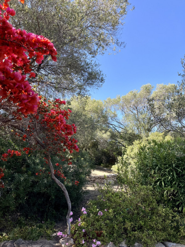 Immagine 50 di Villa in vendita  in via zara a Olbia