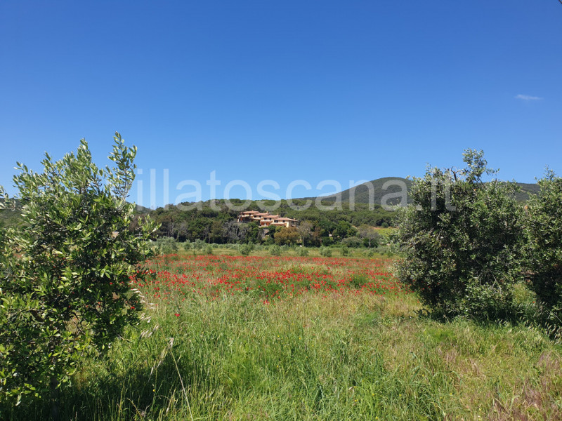 Immagine 33 di Villetta a schiera in vendita  a Castiglione Della Pescaia