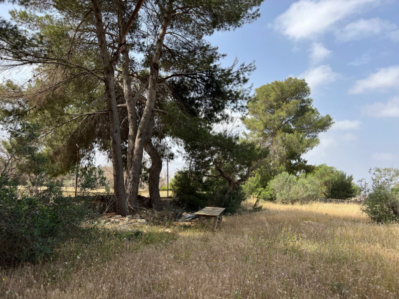 Immagine 6 di Terreno in vendita  in Via Vicinale Pigno a Matino