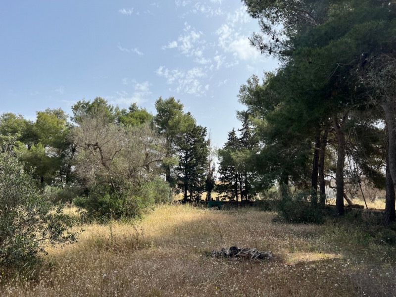 Immagine 7 di Terreno in vendita  in Via Vicinale Pigno a Matino