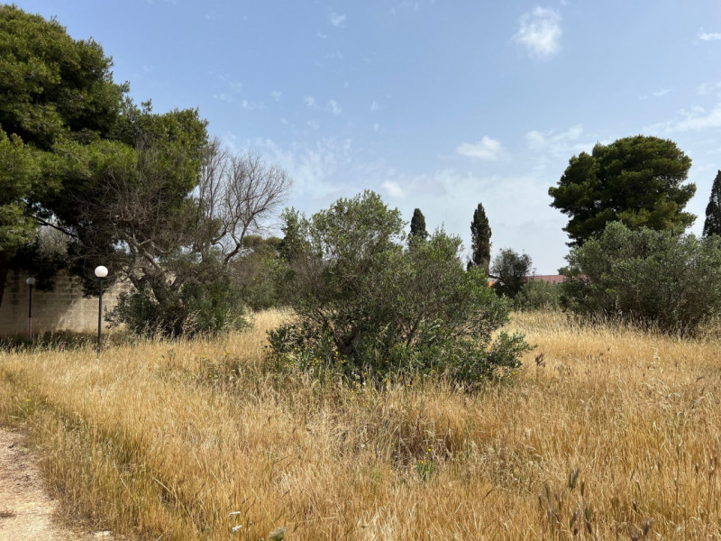 Immagine 9 di Terreno in vendita  in Via Vicinale Pigno a Matino