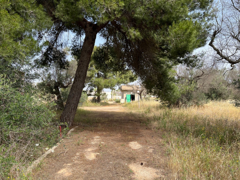 Immagine 11 di Terreno in vendita  in Via Vicinale Pigno a Matino