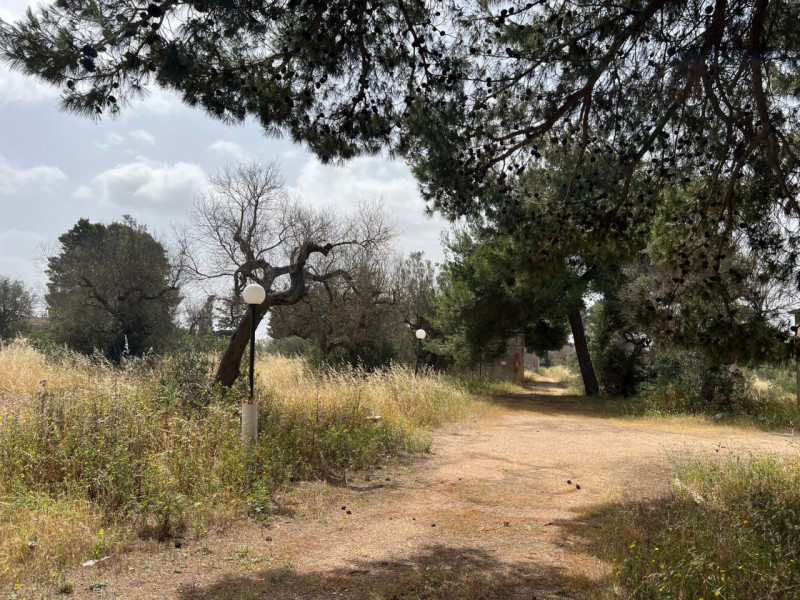 Immagine 14 di Terreno in vendita  in Via Vicinale Pigno a Matino