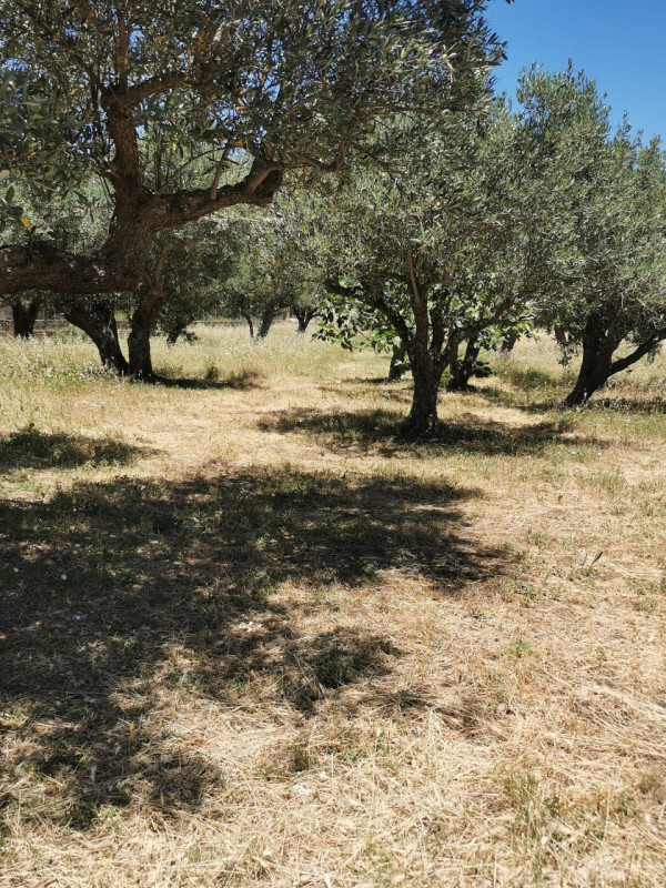 Immagine 5 di Terreno in vendita  in via galiani a Catanzaro